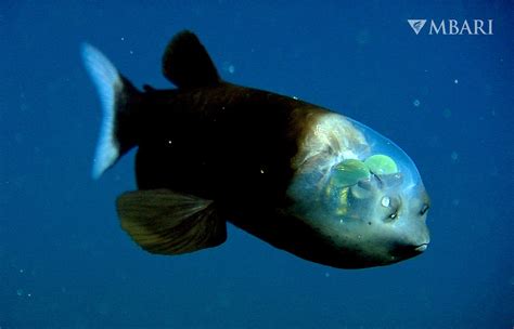 Meet the very weird Pacific barreleye fish, which is famed for its .